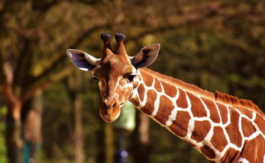 image: giraffe